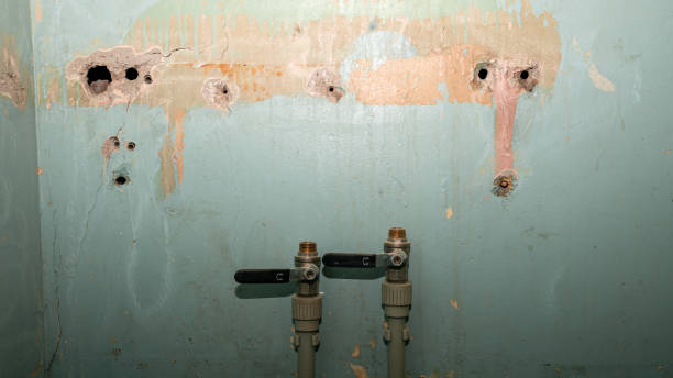 Best Mold removal after water damage  in Cordova, AL